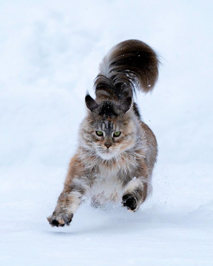 Пушистое бежит по снегу