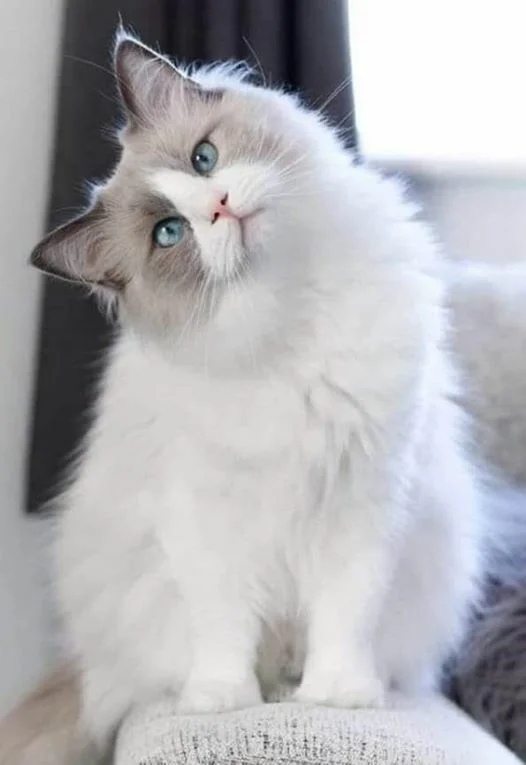 Необычайная красотка