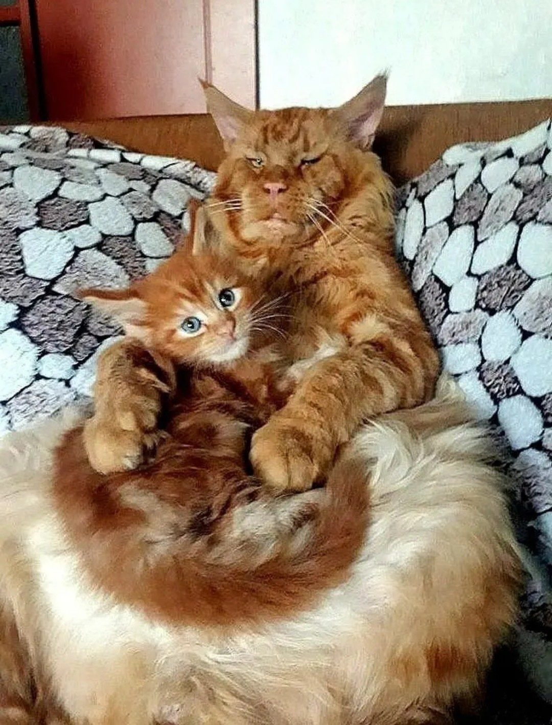 Дедушка кот с внучком