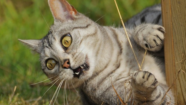 Испуганный котик