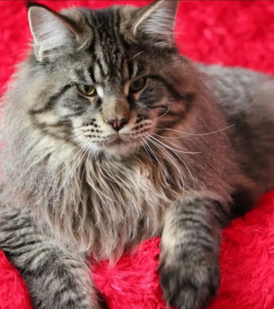 Пушистое на красном пледе