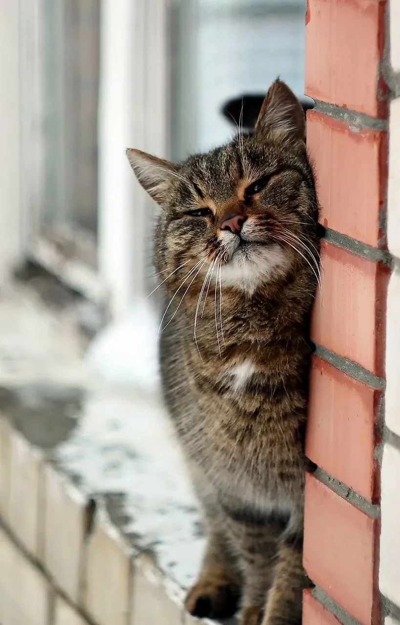 Котик трётся об стену
