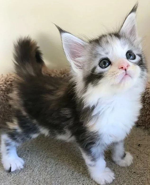 Пушистый красатулик