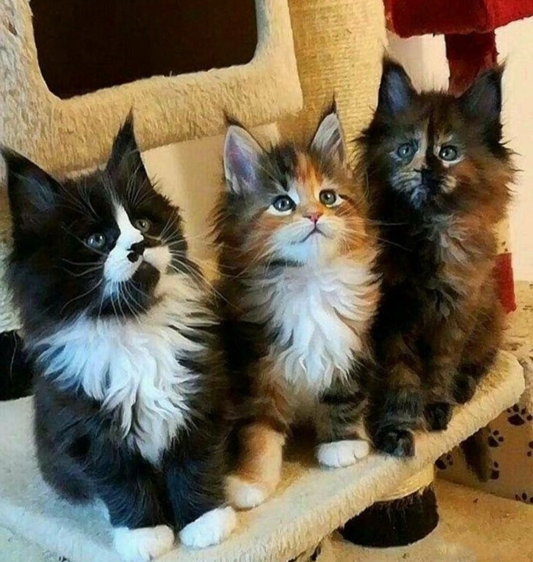 Внимательная котобратия