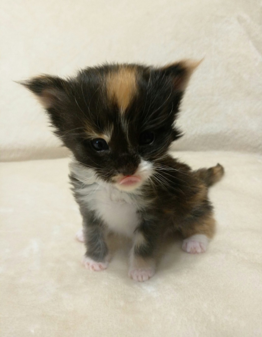 Трёхцветный милашка