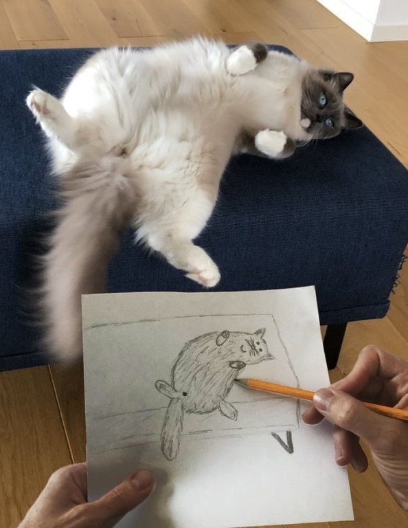 Пушистый красавец позирует