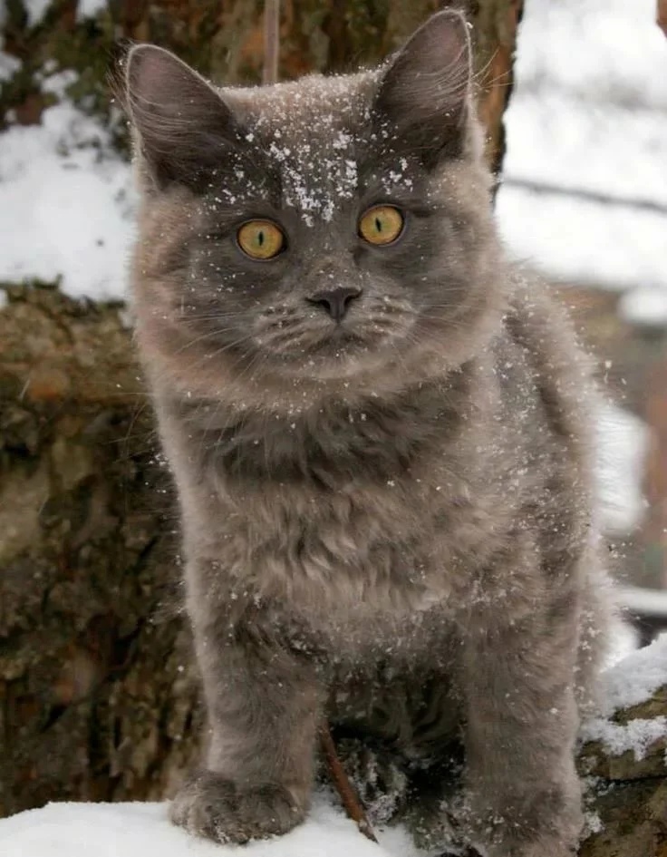 Кошечка гуляет