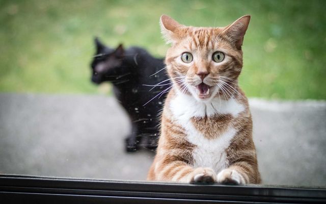 Полосатик нагулялся