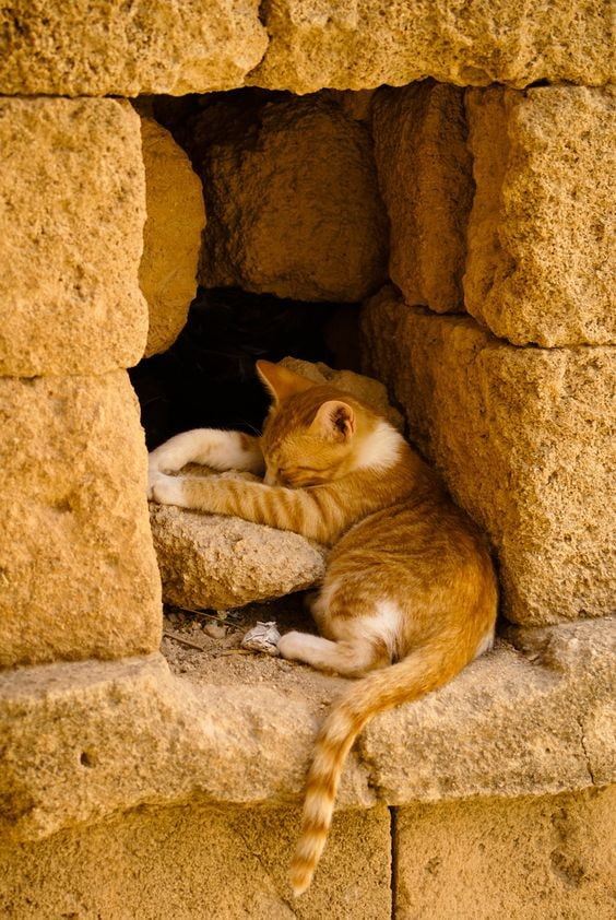 Котёнок спит в проёме