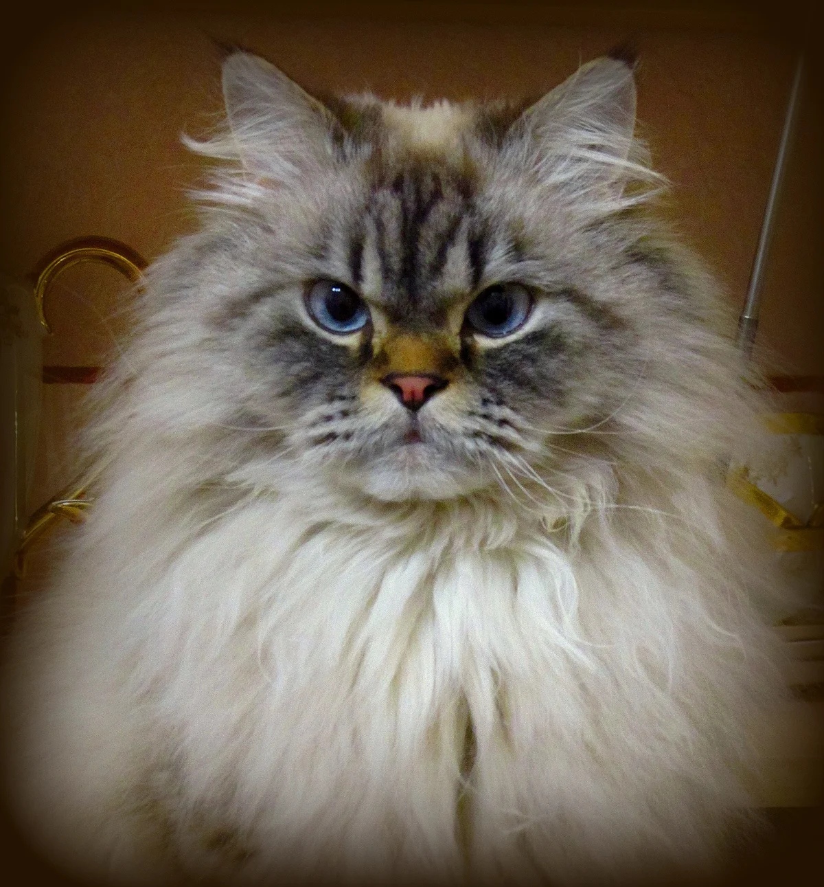 Пушистый котята с голубыми глазами