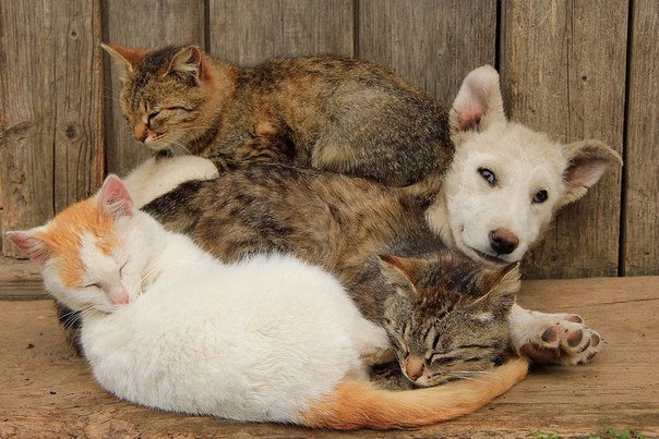 Кошки греют пёсика