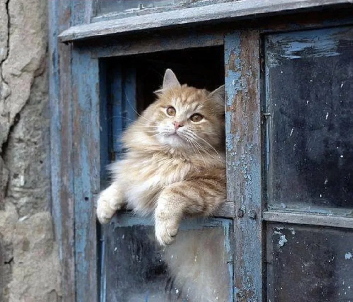 Взор из форточки