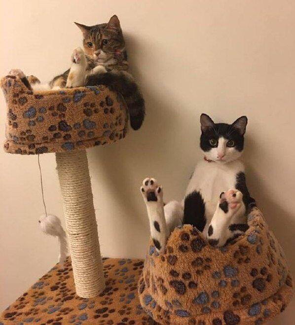 Котейки на отдыхе