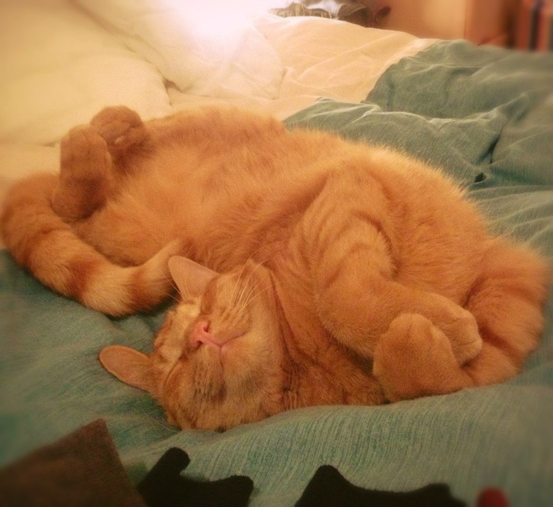 Рыженький соня