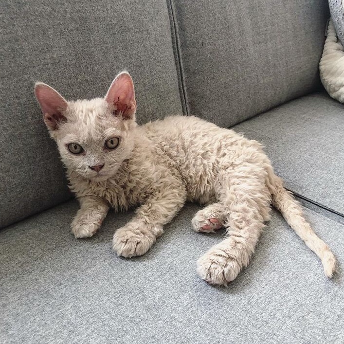 Кучеряшка отдыхает