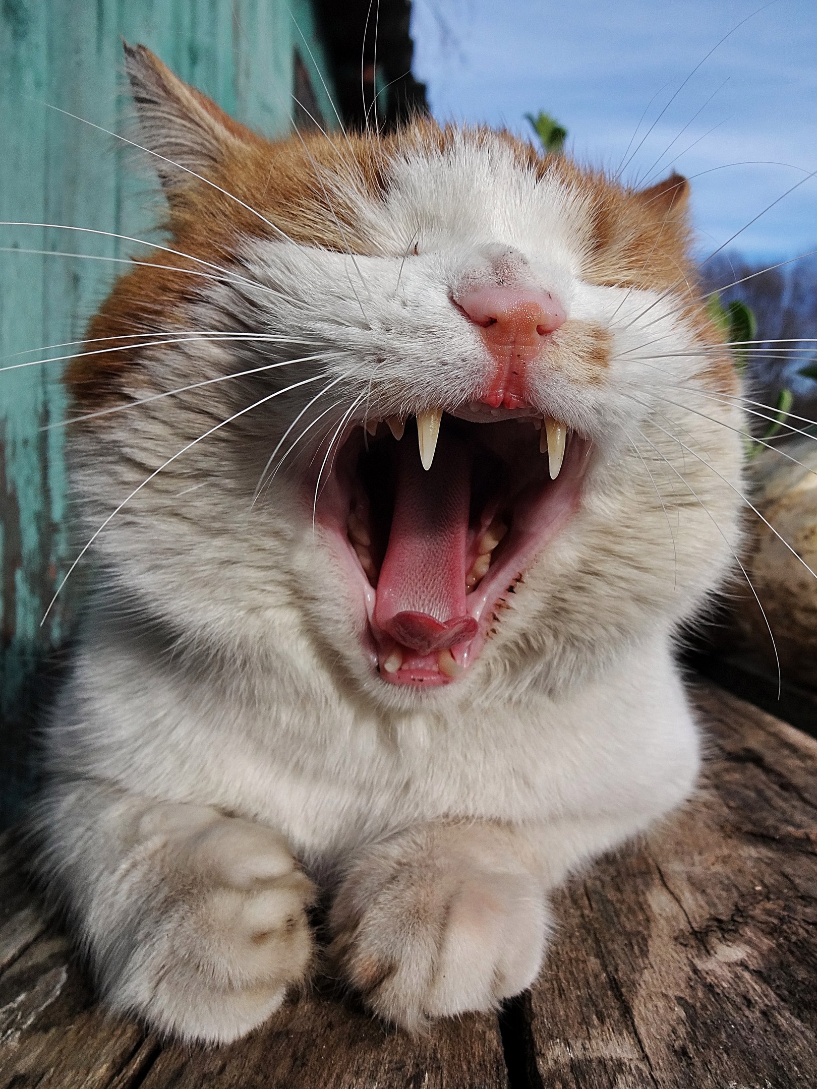 Деревенский котяра зевает