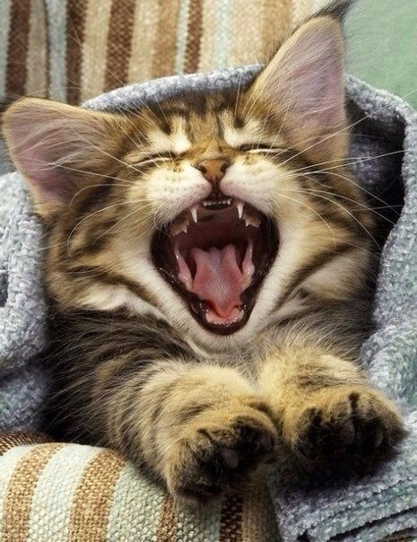 Полосатый зевака