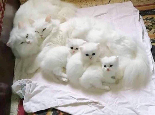 Белая семейка