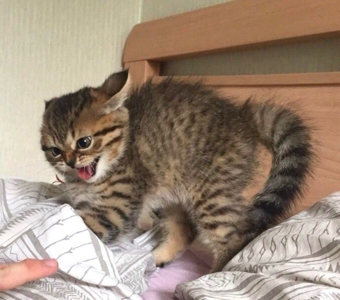 Маленький зверь