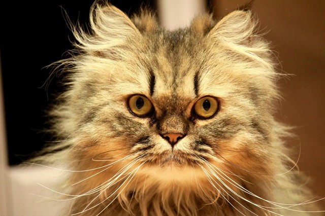 Пушистый глазастик