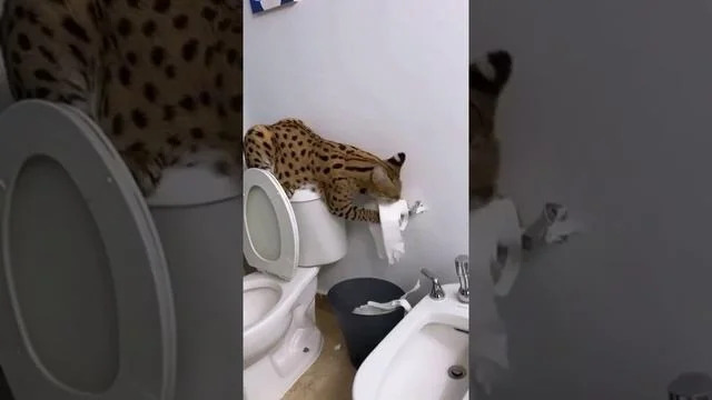 Первая обложка