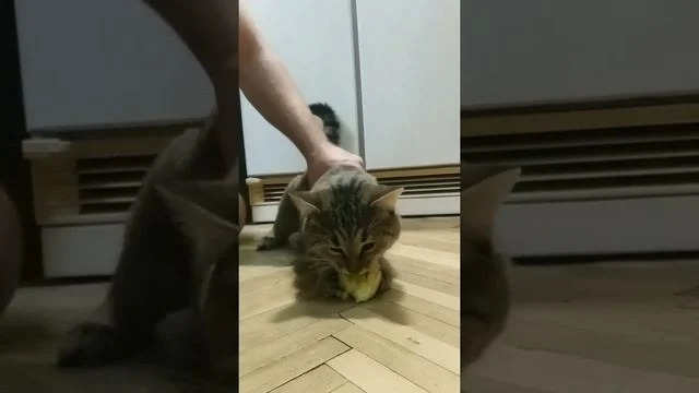Первая обложка