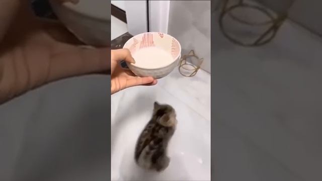 Первая обложка