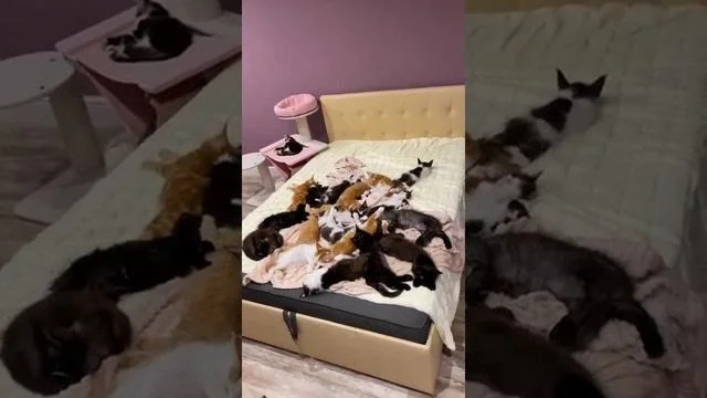 Первая обложка