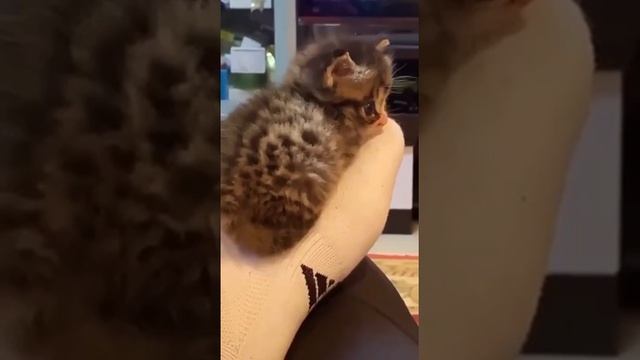 Первая обложка