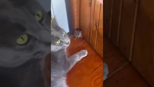 Первая обложка