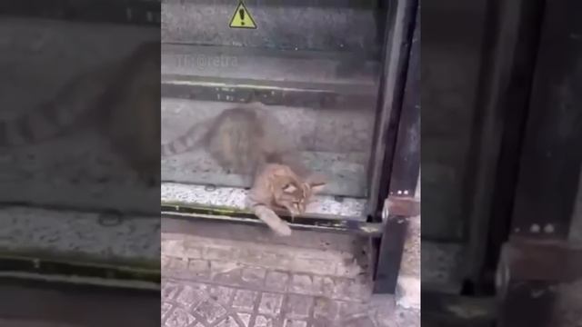 Первая обложка