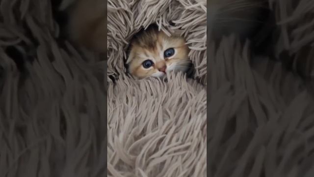 Первая обложка