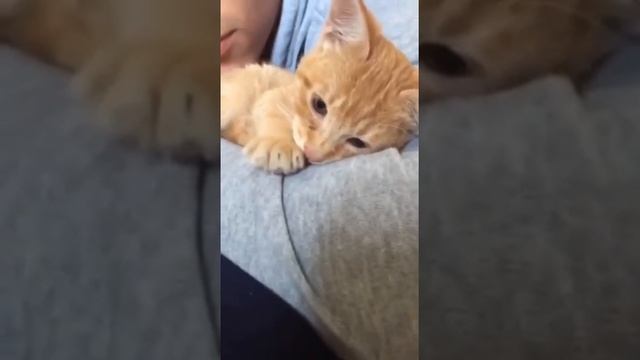 Первая обложка