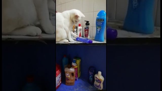 Первая обложка