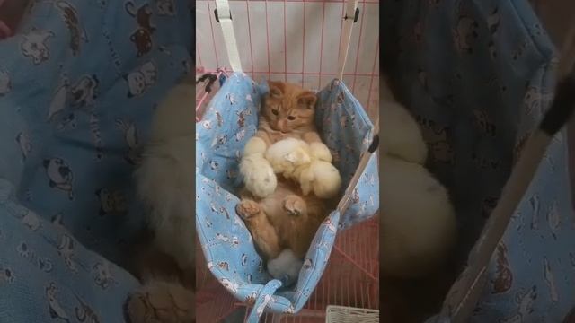 Первая обложка