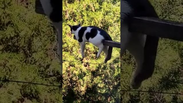 Первая обложка