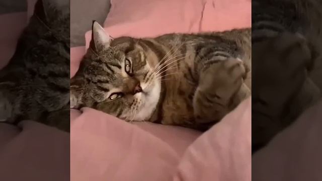 Первая обложка