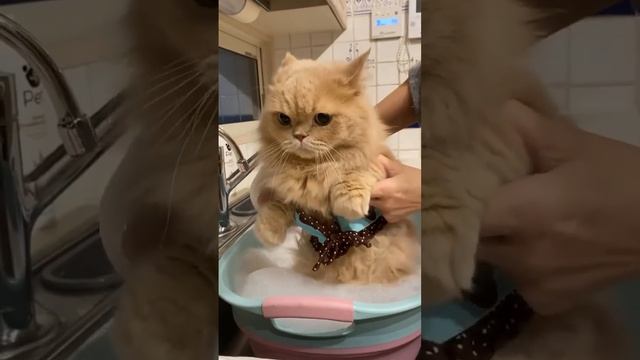 Первая обложка