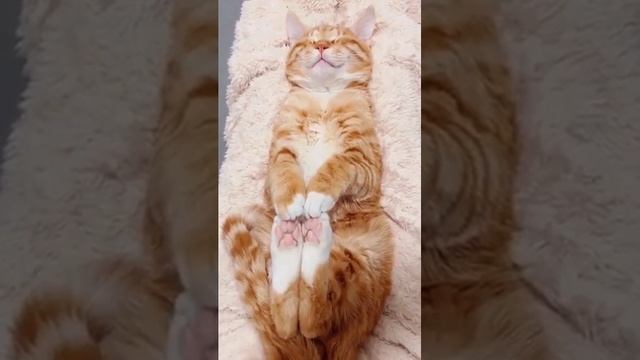 Первая обложка