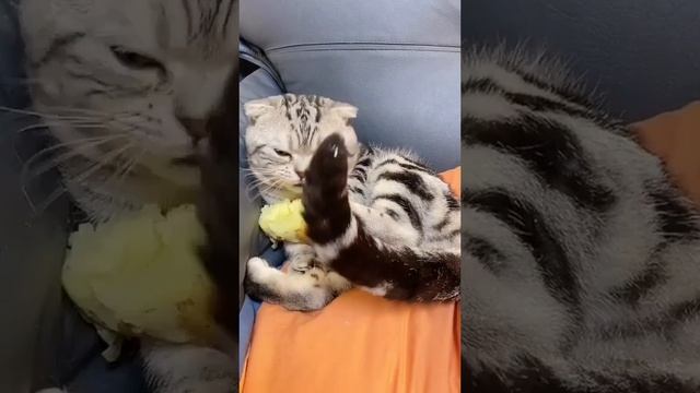 Первая обложка