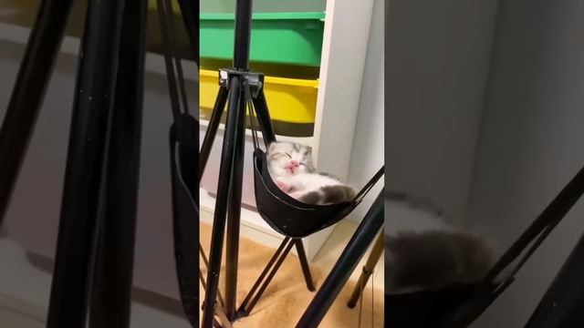 Первая обложка