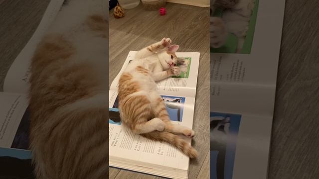 Первая обложка