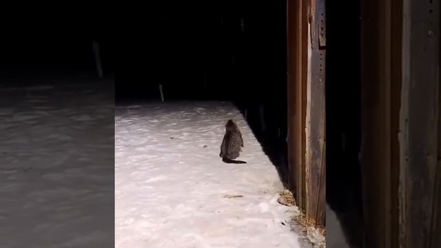 Первая обложка