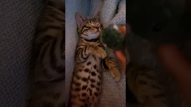 Первая обложка