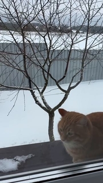 Первая обложка