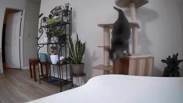 Первая обложка