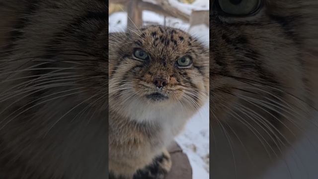 Первая обложка