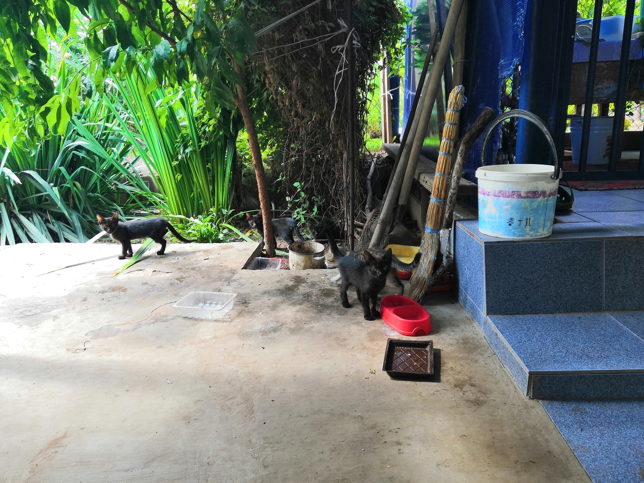 Чёрные кошки на даче