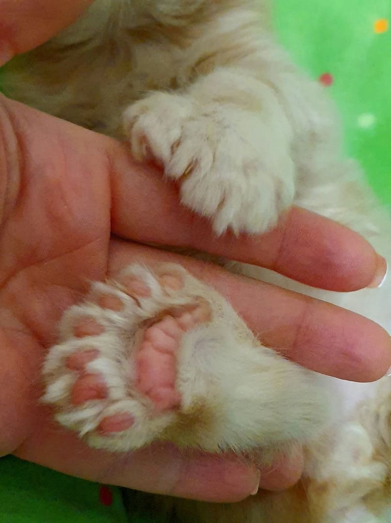 Лапка Мейн-куна с 7 пальцами